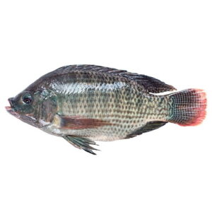 Tilapia eau douce du Niger