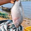 Poisson Carpe/Tilapia