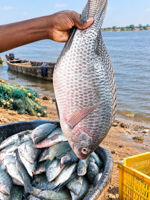 Poisson Carpe/Tilapia