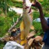 WhatsApp Image 2026-09-28 at 15.23.23(1) Poissson Gigiri
