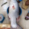 Poisson Capitain