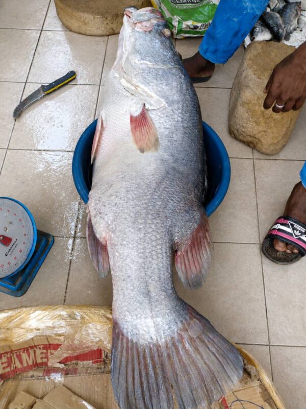 Poisson Capitain