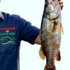 Poisson Capitain